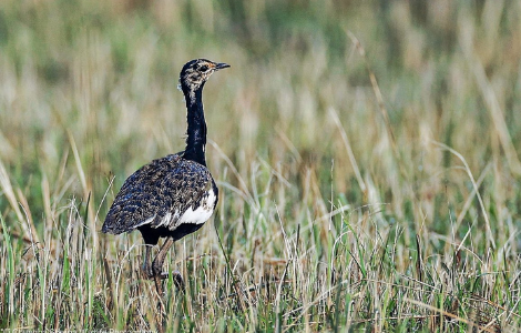 Bengal Florican_1.png